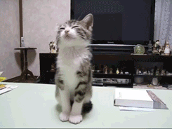 28858f2e22f74953a2aab58cf7ee00f6.gif